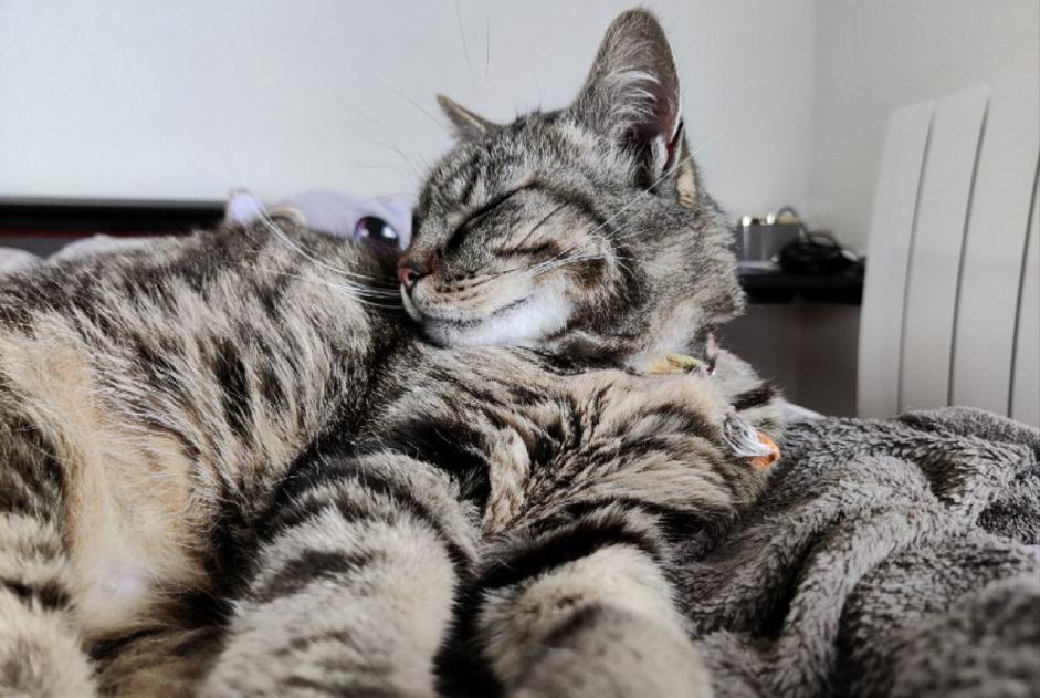 Vermisstmeldung Katze Männliche , 9 jahre Tulle Frankreich Vermisstmeldung Katze Männliche , 9 jahre Tulle Frankreich