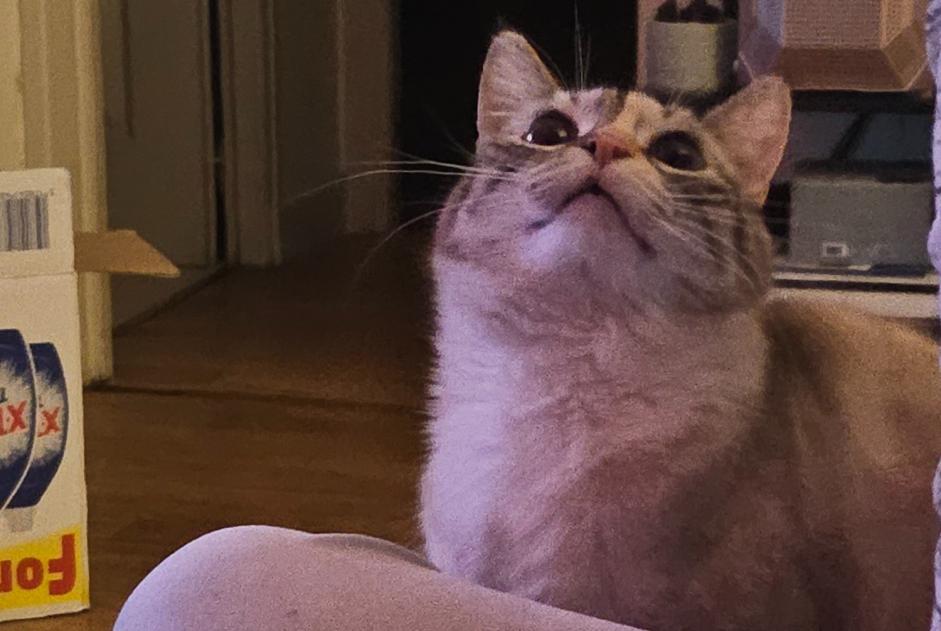 Alerta de Desaparición Gato Hembra , 4 años Tulle Francia Alerta de Desaparición Gato Hembra , 4 años Tulle Francia