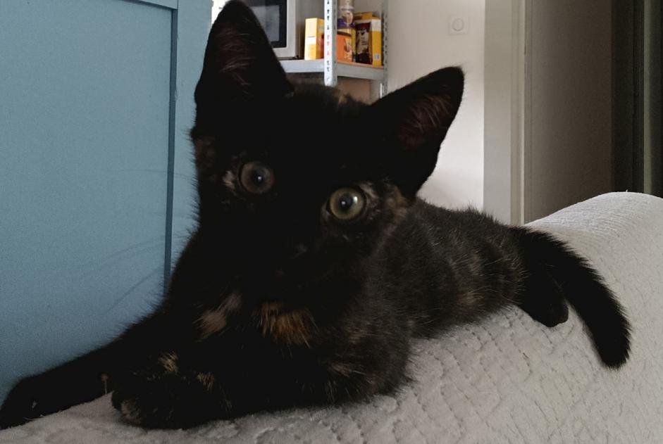 Ontdekkingsalarm Kat Vrouwtje Objat Frankrijk Ontdekkingsalarm Kat Vrouwtje Objat Frankrijk